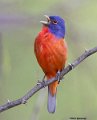 _B222935 painted bunting